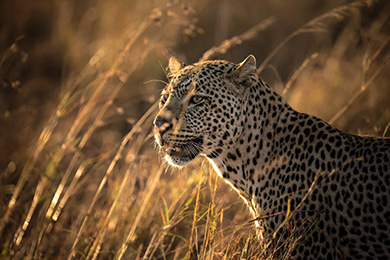 4 Days Safari