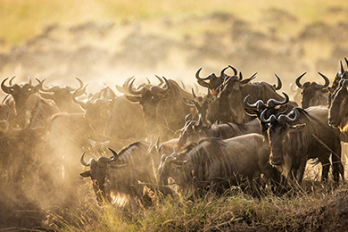 6 Days Safari