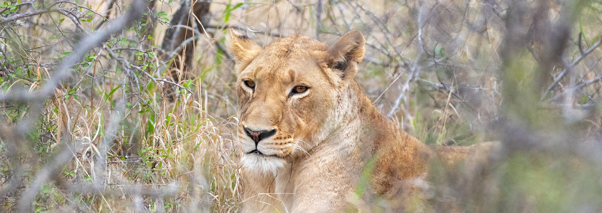 Lioness resting on a termite mound in the Serengeti grasslands