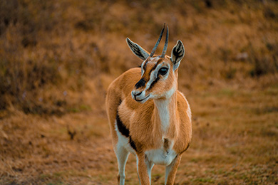 3 Days Safari