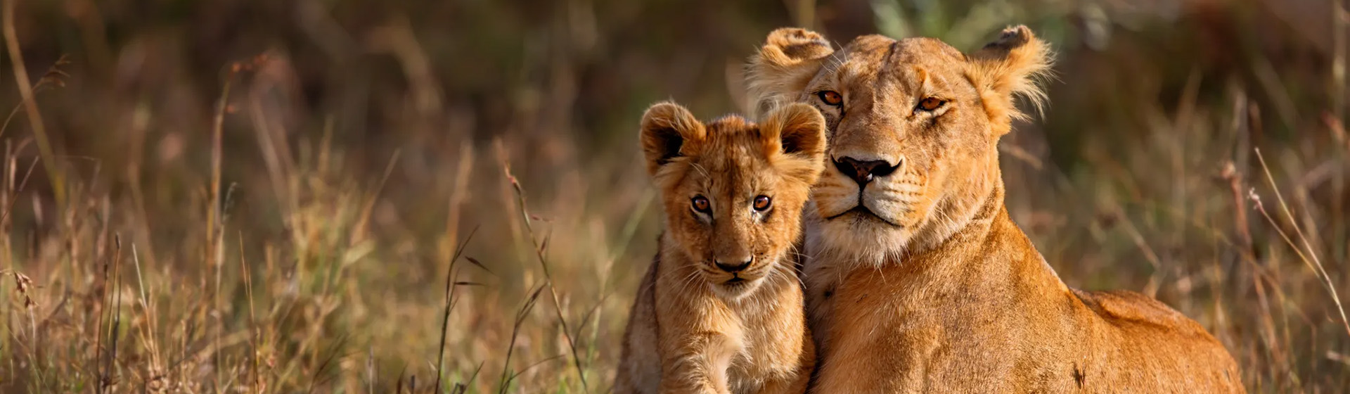 Lioness and cub in the Serengeti on a northern circuit safari