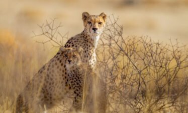 2 Days Tanzania Safari