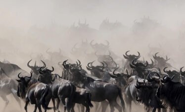 7 Days Tanzania Safari